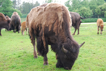 Bison