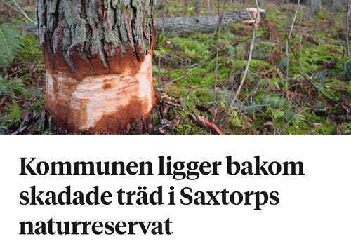 Hundratals av Saxtorpsskogens träd har ringbarkats eller fällts.
