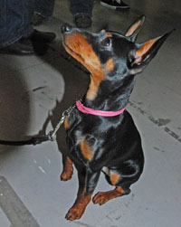 Pinscher