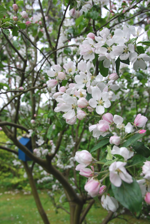 Äppleblommor