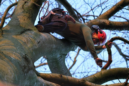 Arborist i trädkrona.