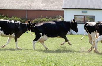 Koglädje vid betessläpp.