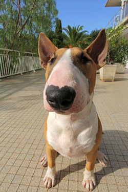 Bull terrier