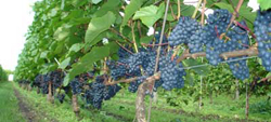 Vindruvor